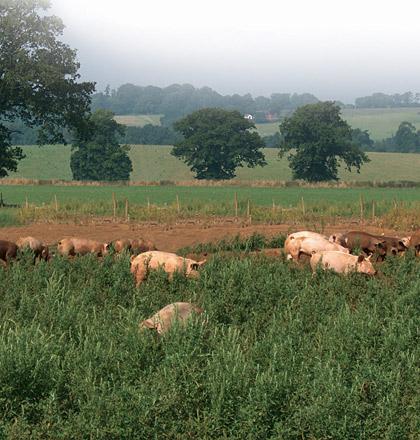 Plantation Pigs - Photo 4 of 4