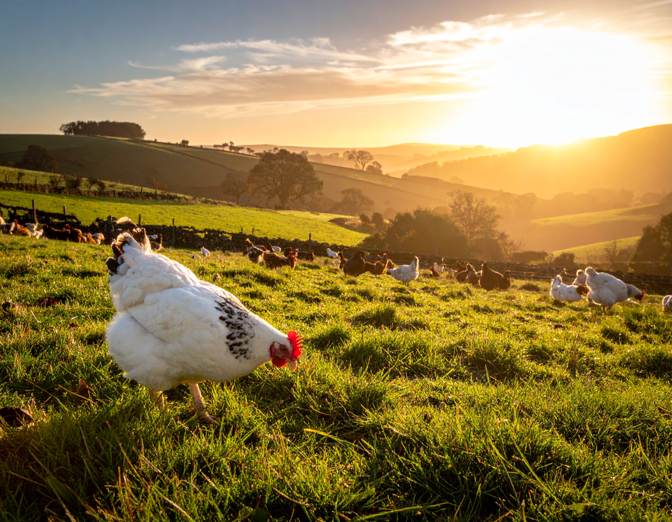 Meaty Farm launches free directory listing to empower farm related businesses.